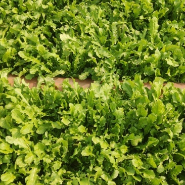 芨芨菜（荠荠菜），55亩，颗大，叶长，2.5元一斤