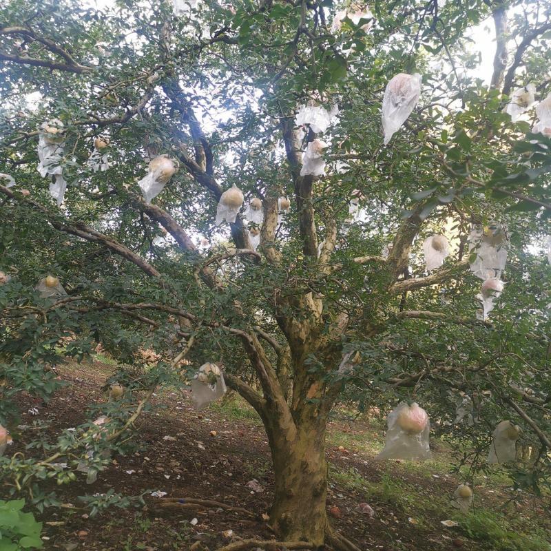基地供应各种各样、规格的石榴树、石榴苗，价格优惠。