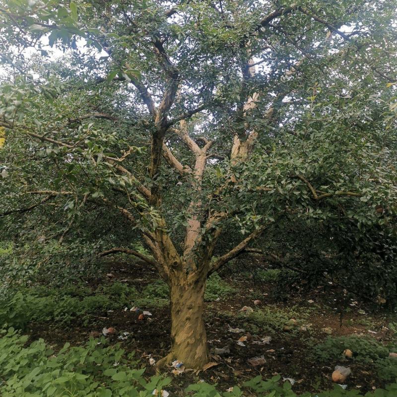 基地供应各种各样、规格的石榴树、石榴苗，价格优惠。