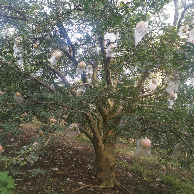 基地供应各种各样、规格的石榴树、石榴苗，价格优惠。
