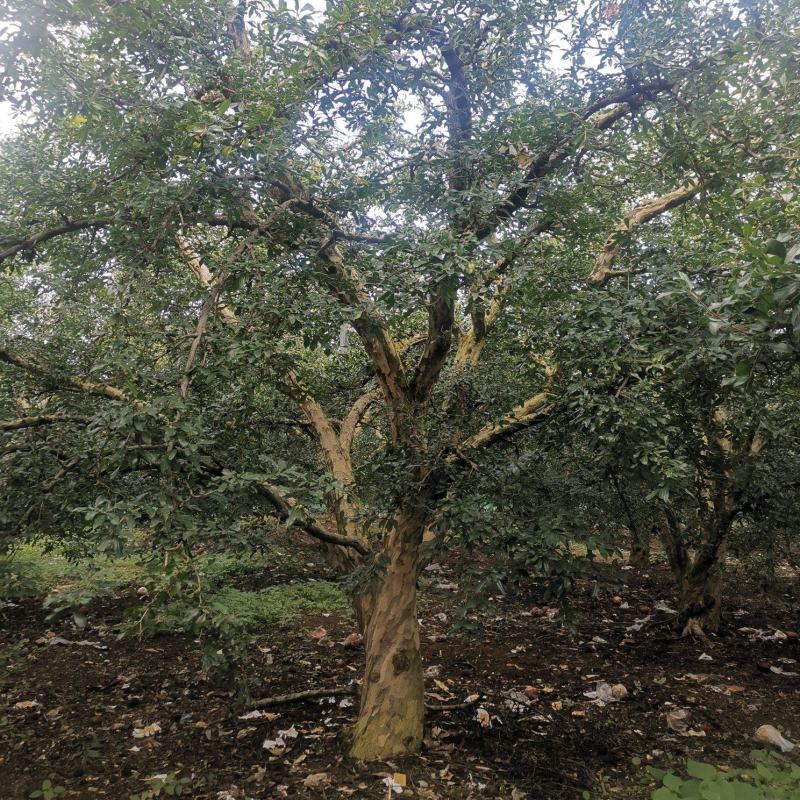 基地供应各种各样、规格的石榴树、石榴苗，价格优惠。