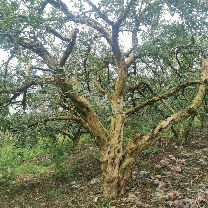 基地供应各种各样、规格的石榴树、石榴苗，价格优惠。