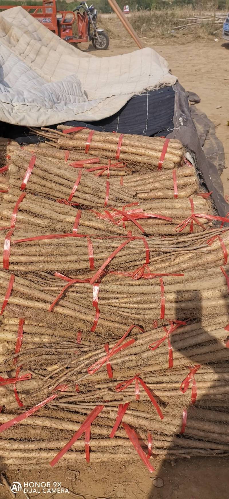 铁棍山药（二路）