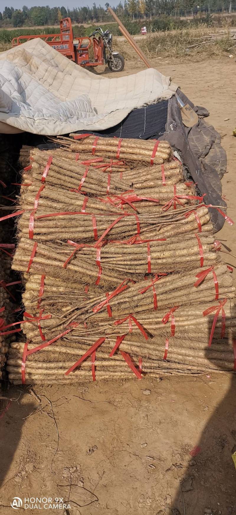 铁棍山药（二路）