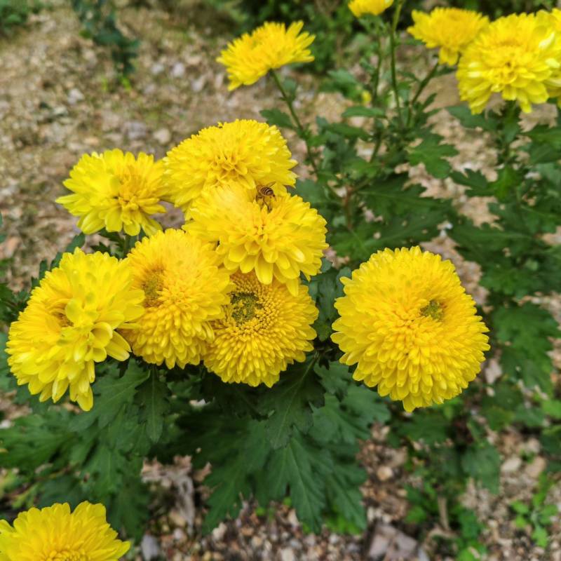 【推荐】黄山皇菊，大皇菊茶价格美丽欢迎洽谈