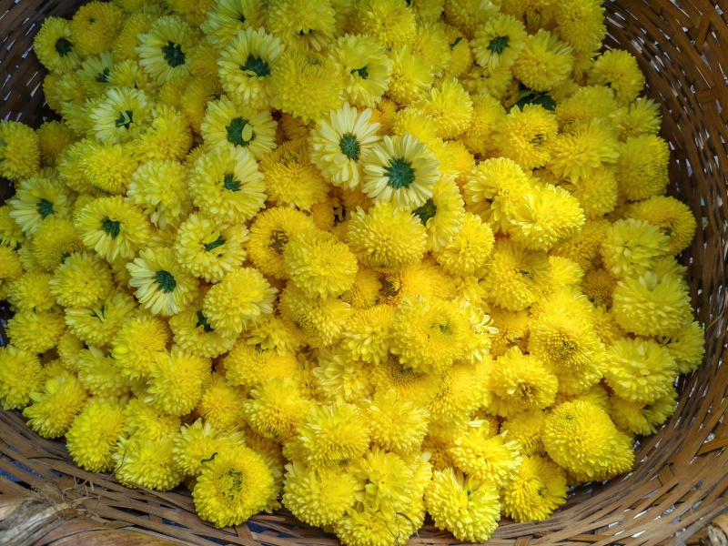 【推荐】黄山皇菊，大皇菊茶价格美丽欢迎洽谈