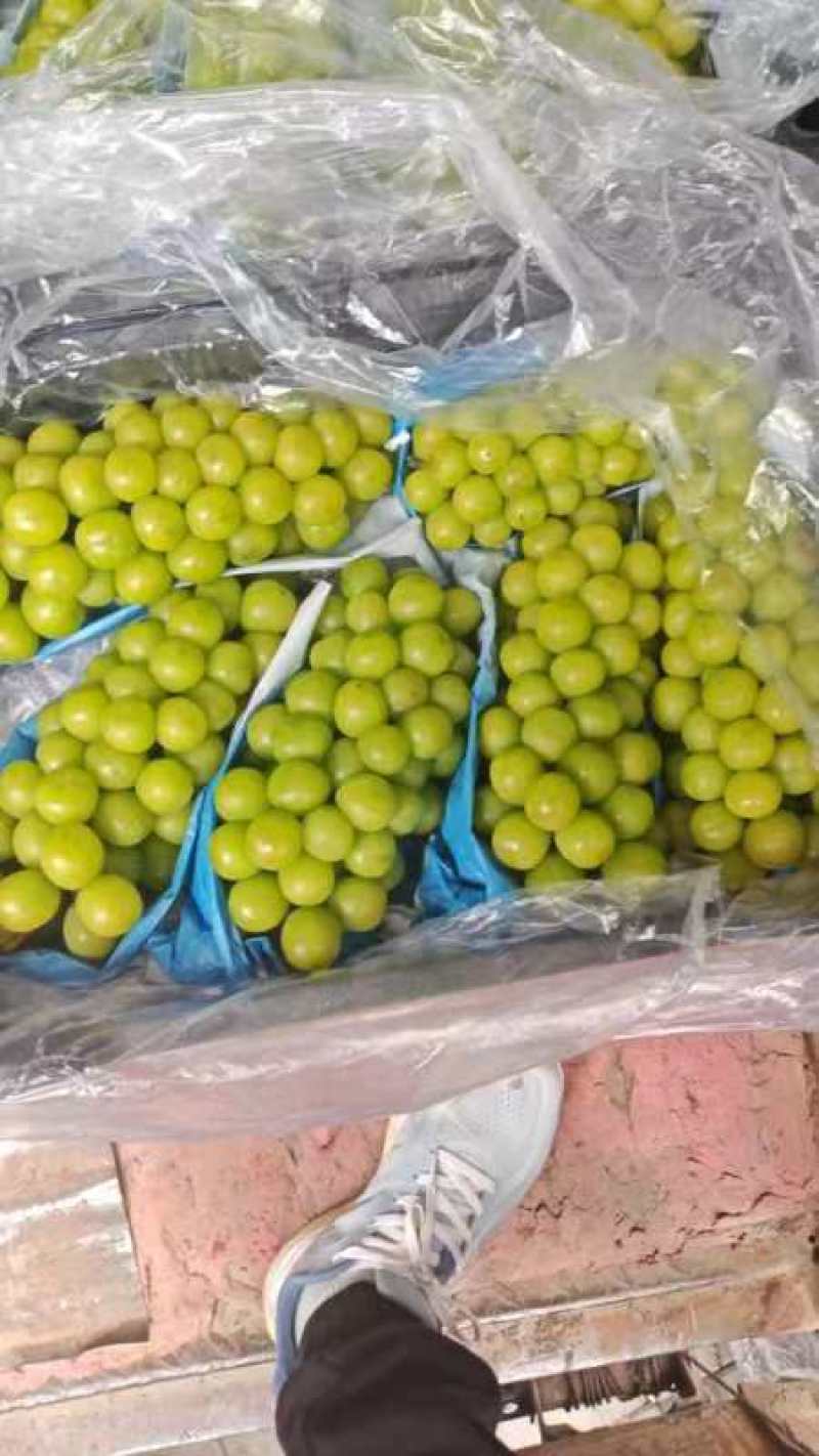 【葡萄】阳光玫瑰大量供应规格齐全可供商超批发市场
