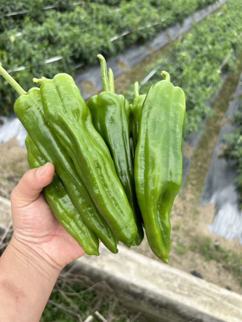 芜湖椒黄皮薄皮椒青皮薄皮椒苏椒泡王基地一手货源