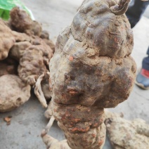 何首乌，刚下山的何首乌，质量好，可选货，大小都有