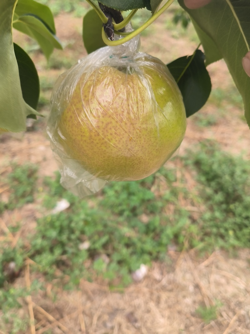 隰县玉露香梨，产地直发