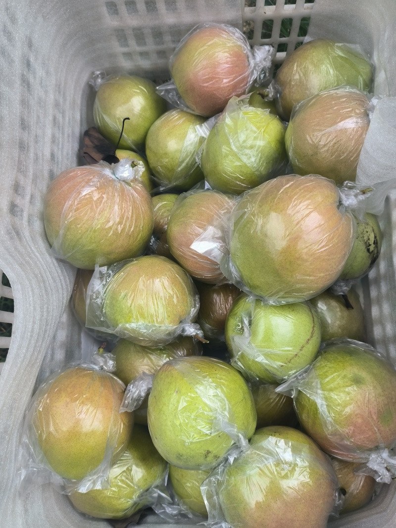 隰县玉露香梨，产地直发