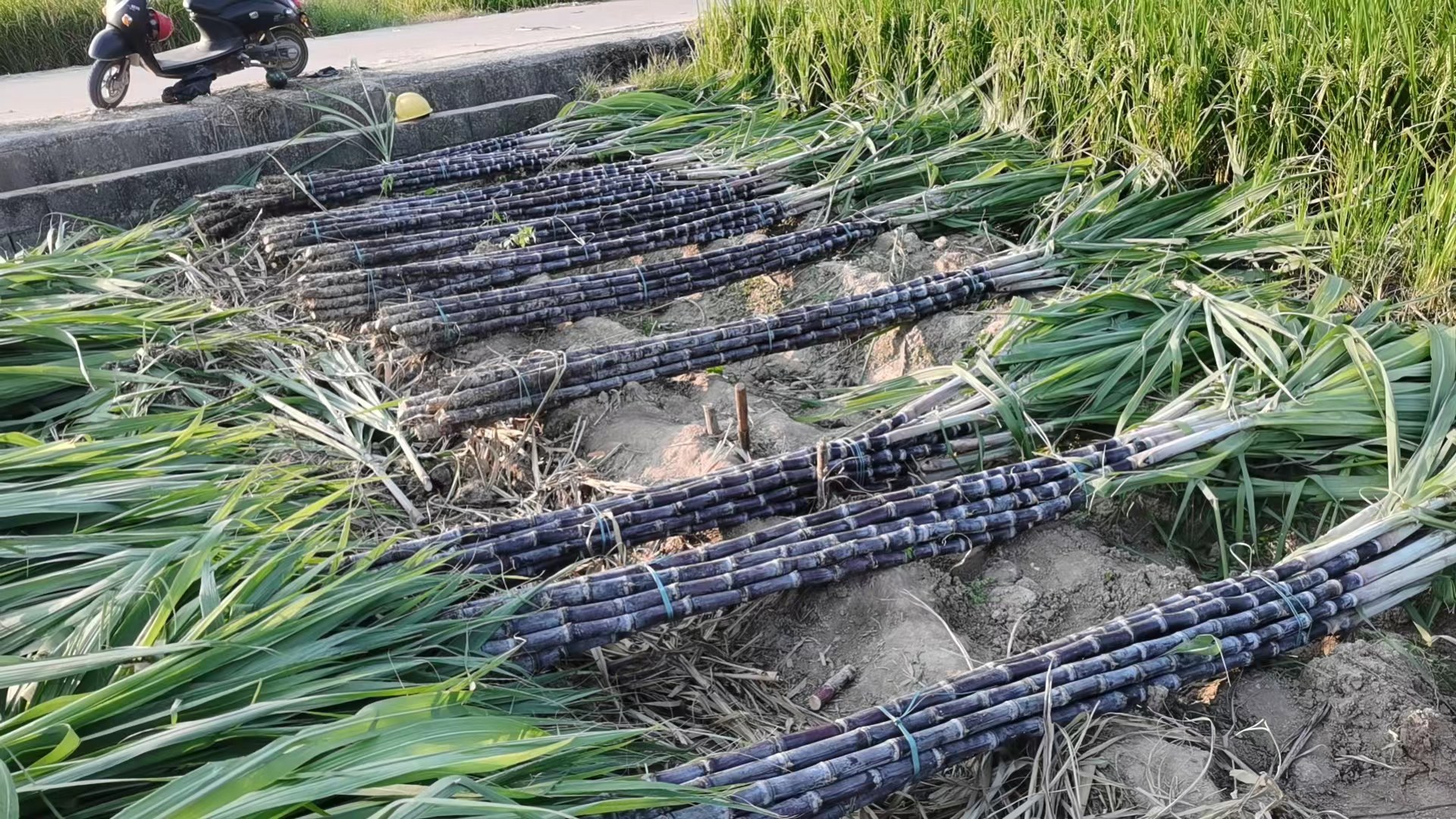 图片展示广西农村甘蔗丰收的场景,农民正在田间收割黑皮甘蔗,周围堆满新鲜的甘蔗,背景为忙碌的运输车辆 广西黑皮甘蔗丰收场景