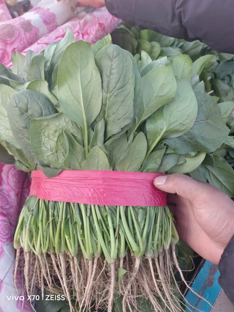 精品菠菜电商平台**