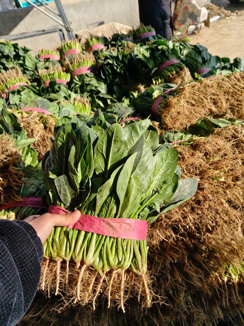 精品菠菜电商平台**