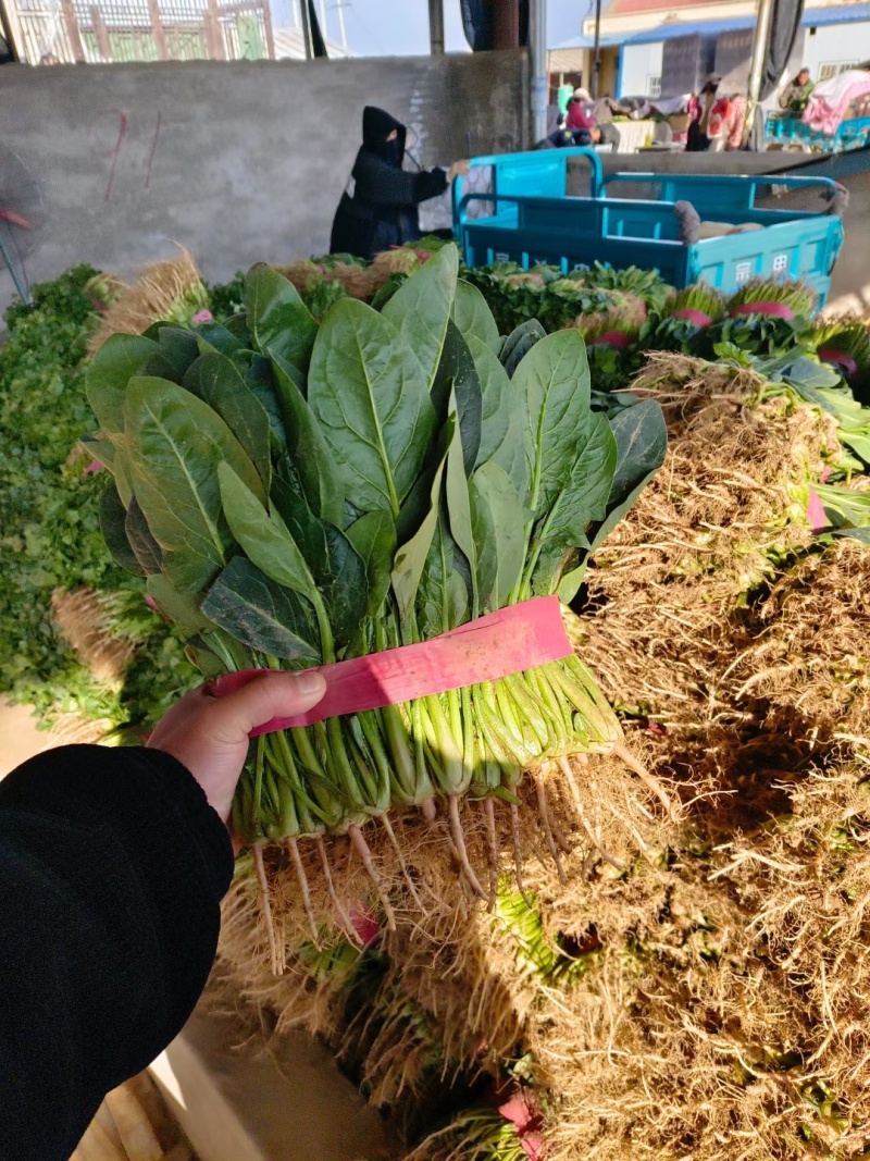 精品菠菜电商平台**