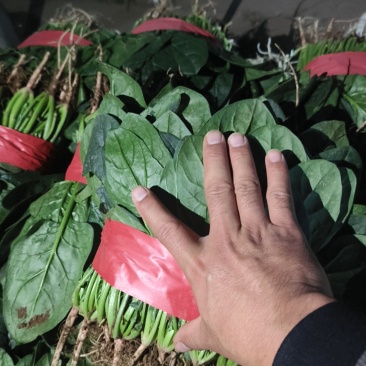 精品菠菜
