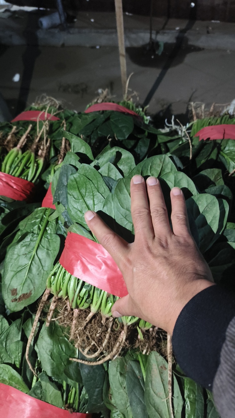 精品菠菜