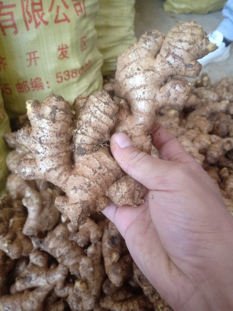 母姜