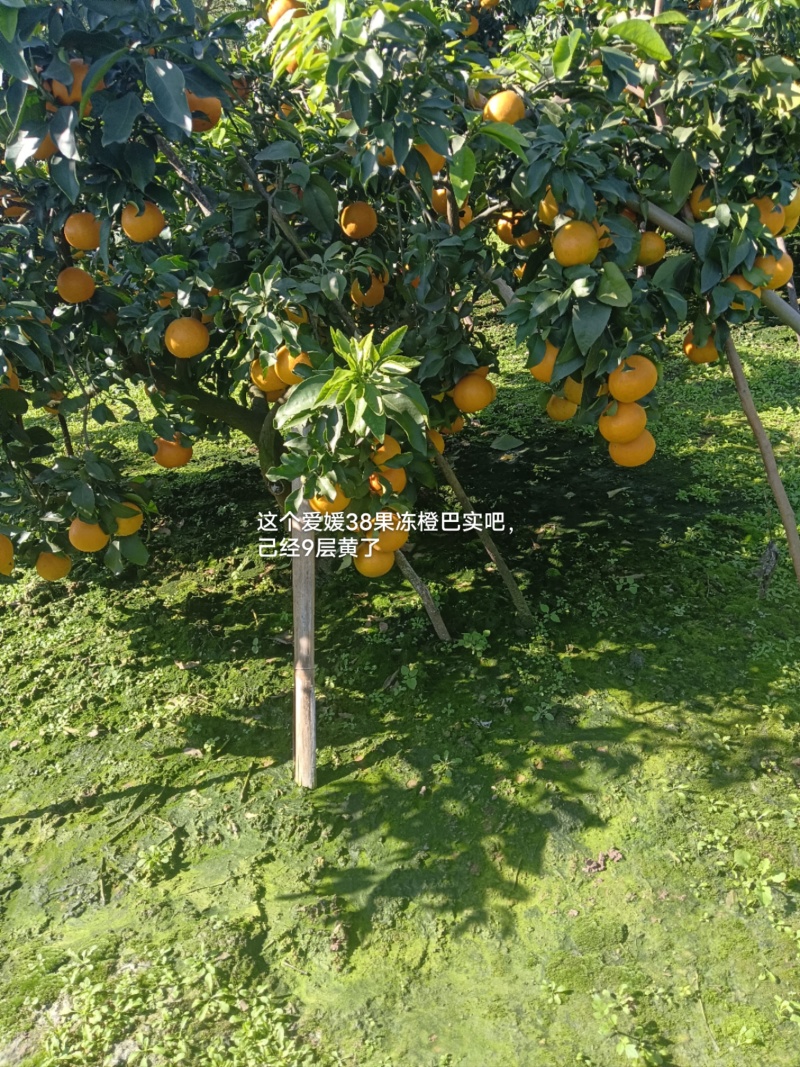 资中爱媛果大，果亮味甜，计水多，产地直销
