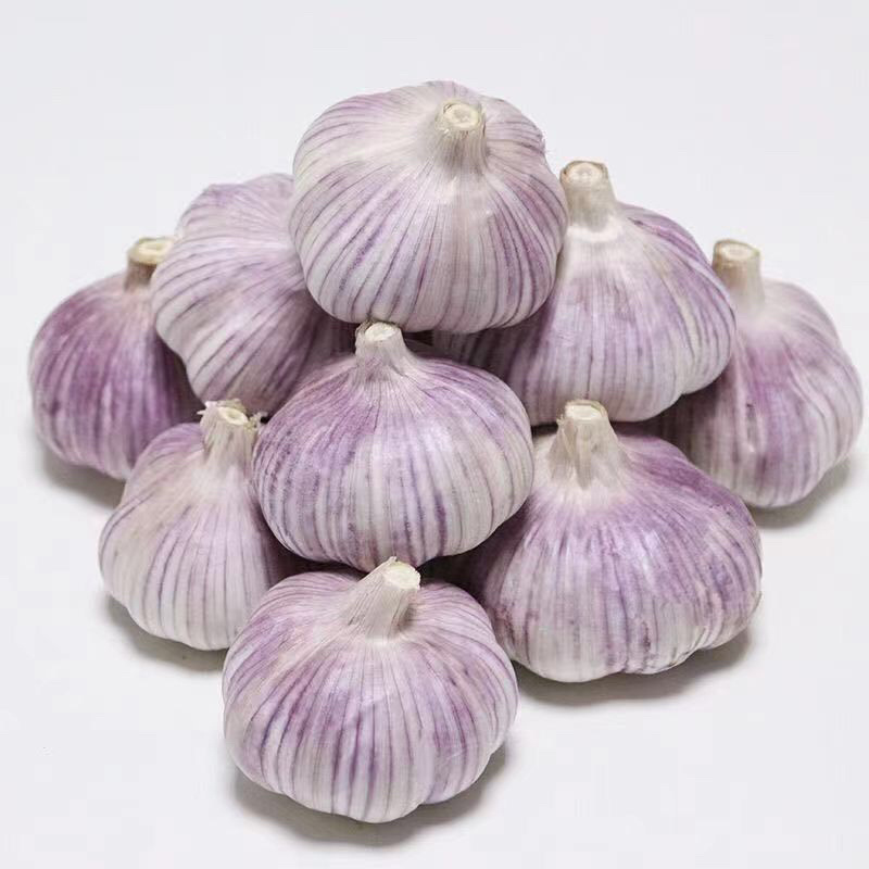 大蒜，精品紫皮蒜，大量供应，可视频看货，品质保证，