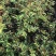 甜蜜红木香花苗四季红色盆栽带花爬藤植物浓香吸味绿植好养活