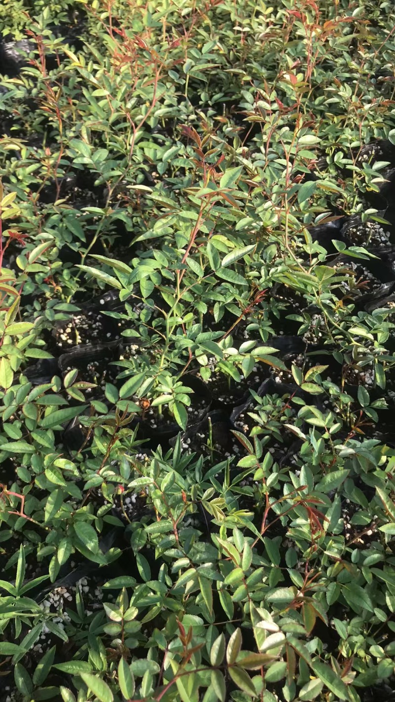 甜蜜红木香花苗四季红色盆栽带花爬藤植物浓香吸味绿植好养活