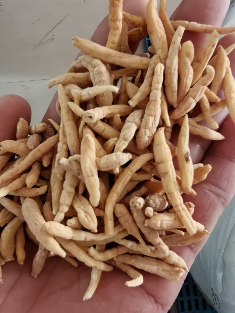 瓦楞子精选货常年有货源需要联系百顺药业