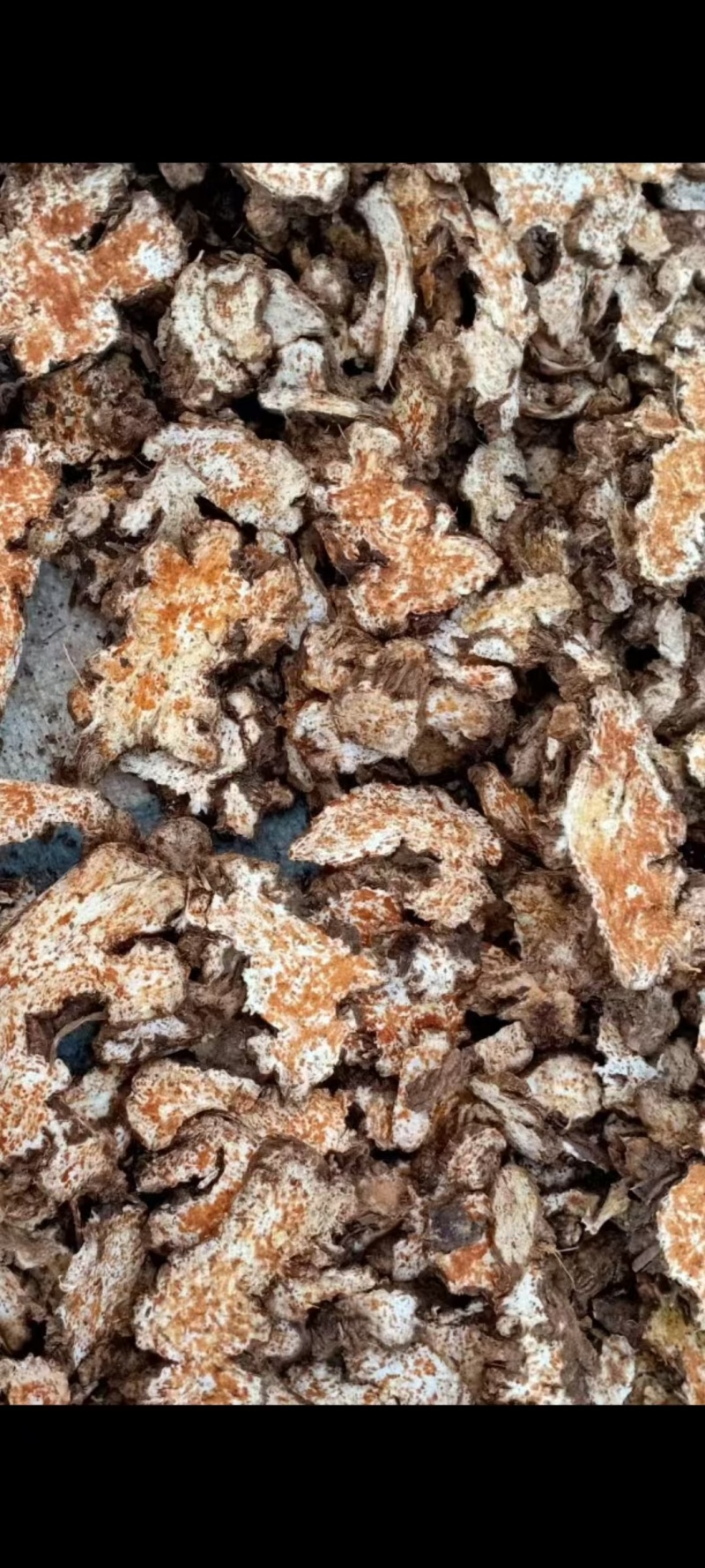 瓦楞子精选货常年有货源需要联系百顺药业