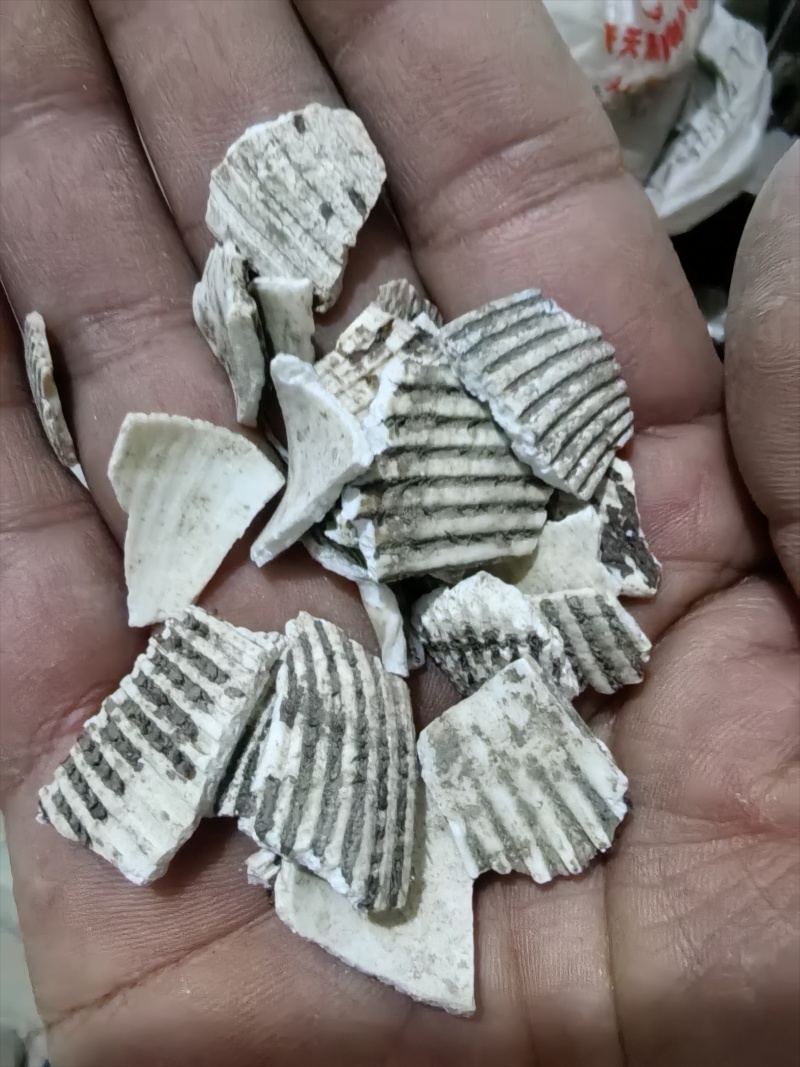 瓦楞子精选货常年有货源需要联系百顺药业