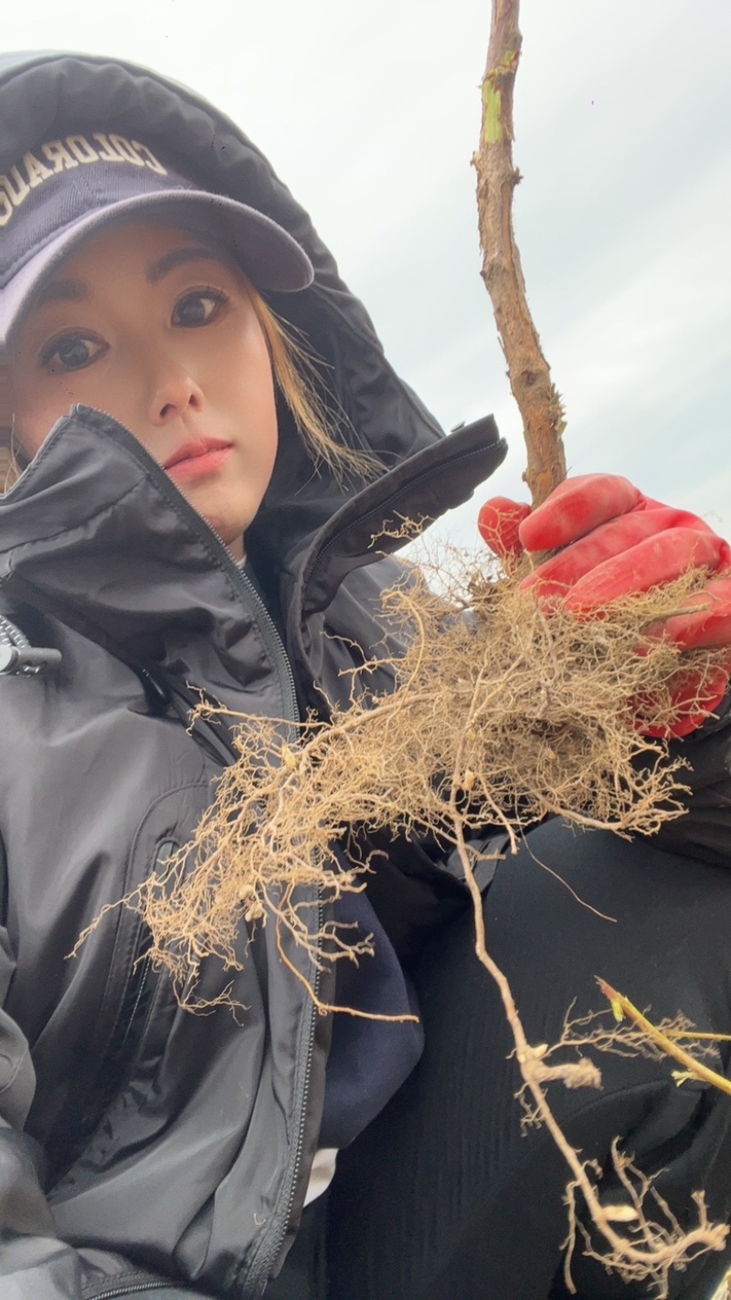 双季树莓苗，产量很高，很细非常好，自己基地，品种保纯