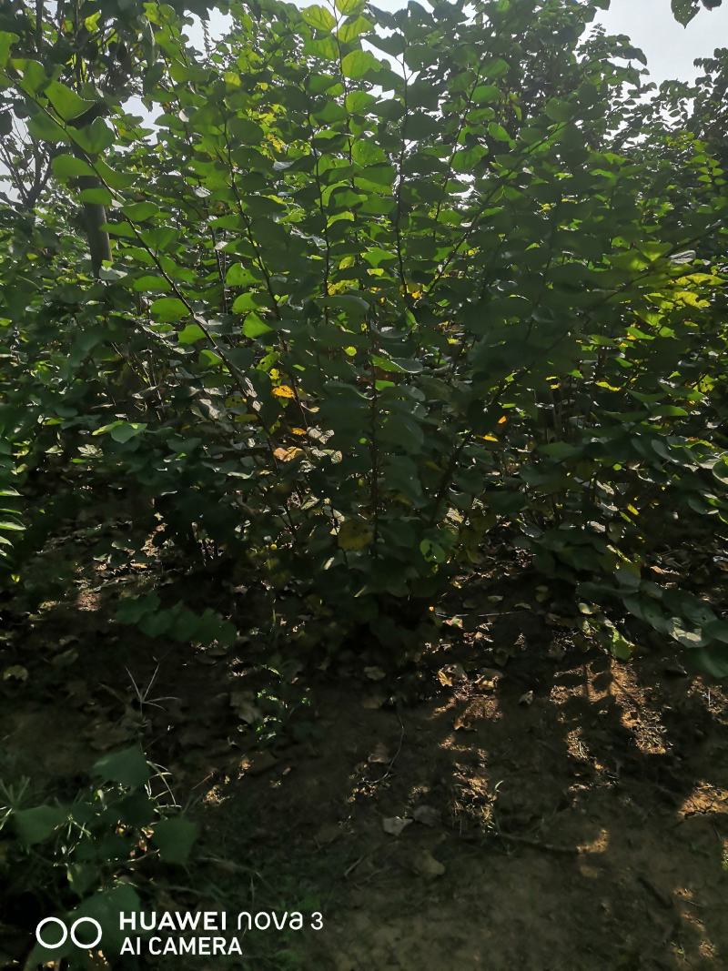 丛生紫荆