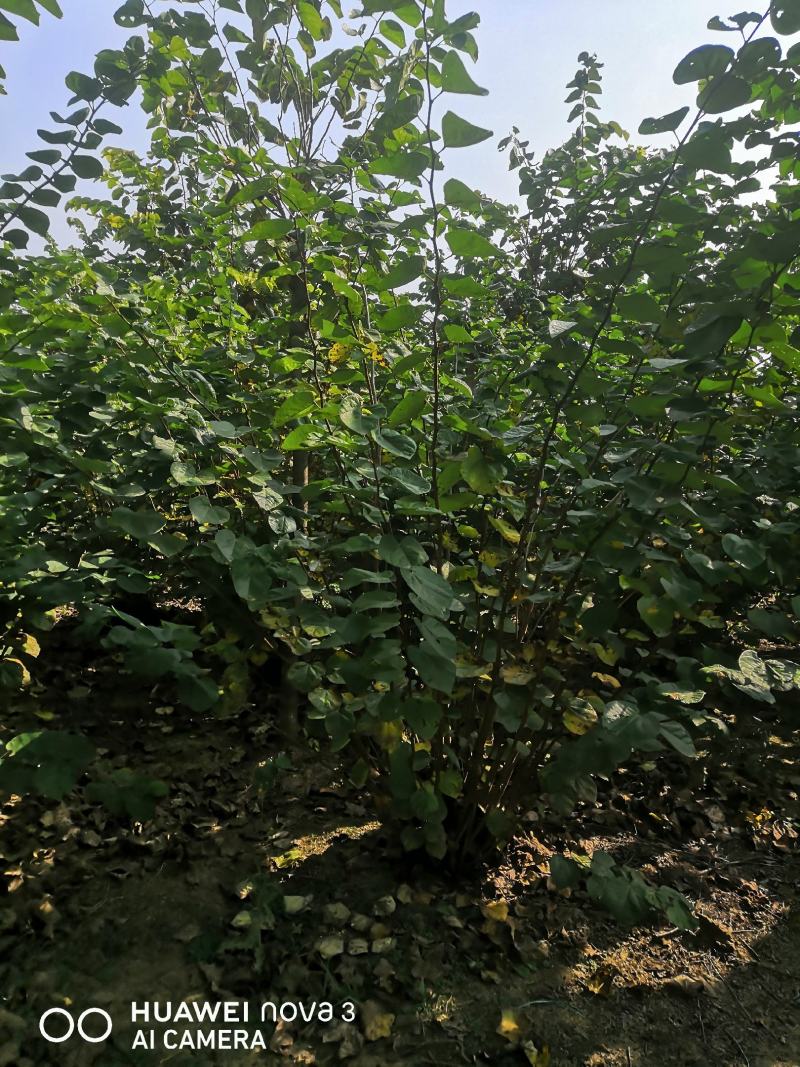 丛生紫荆
