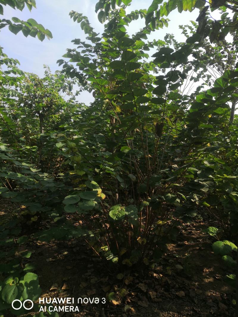 丛生紫荆