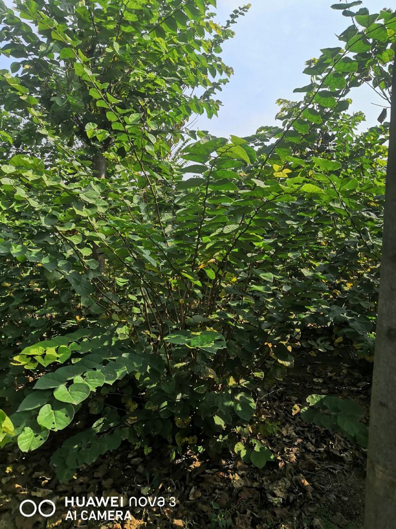 丛生紫荆