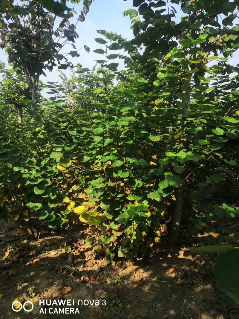 丛生紫荆