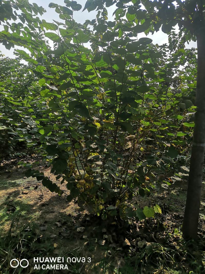 丛生紫荆
