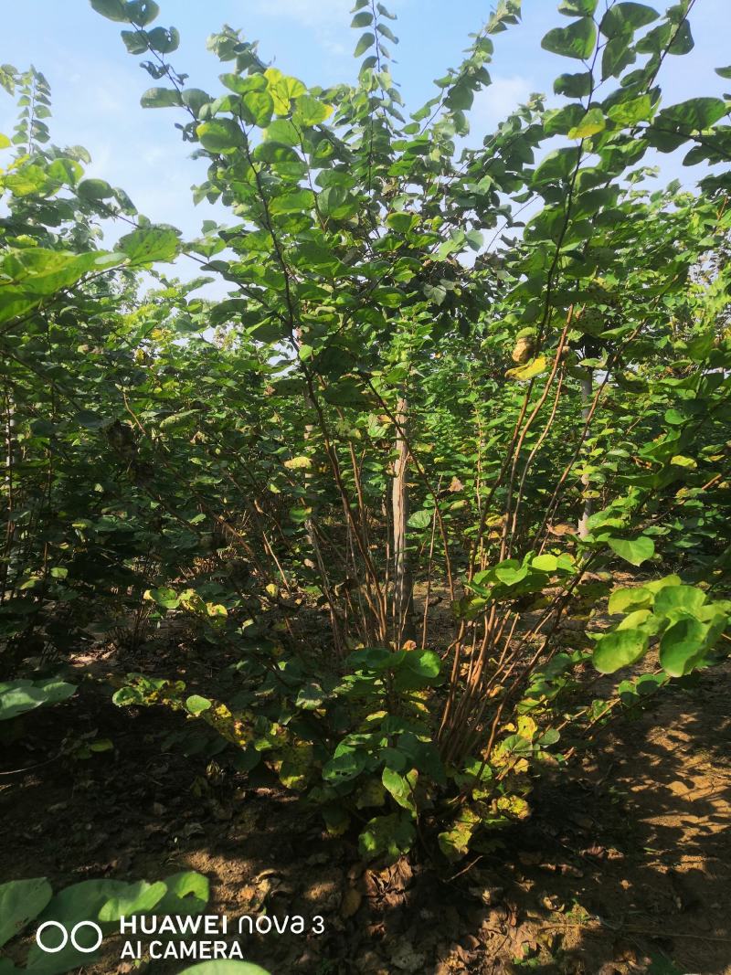 丛生紫荆