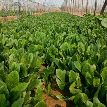 菠菜大叶菠菜基地供应量大质优价优欢迎各大老板采购