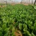 菠菜大叶菠菜基地供应量大质优价优欢迎各大老板采购