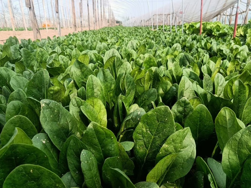 菠菜大叶菠菜基地供应量大质优价优欢迎各大老板采购