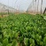 菠菜大叶菠菜基地供应量大质优价优欢迎各大老板采购
