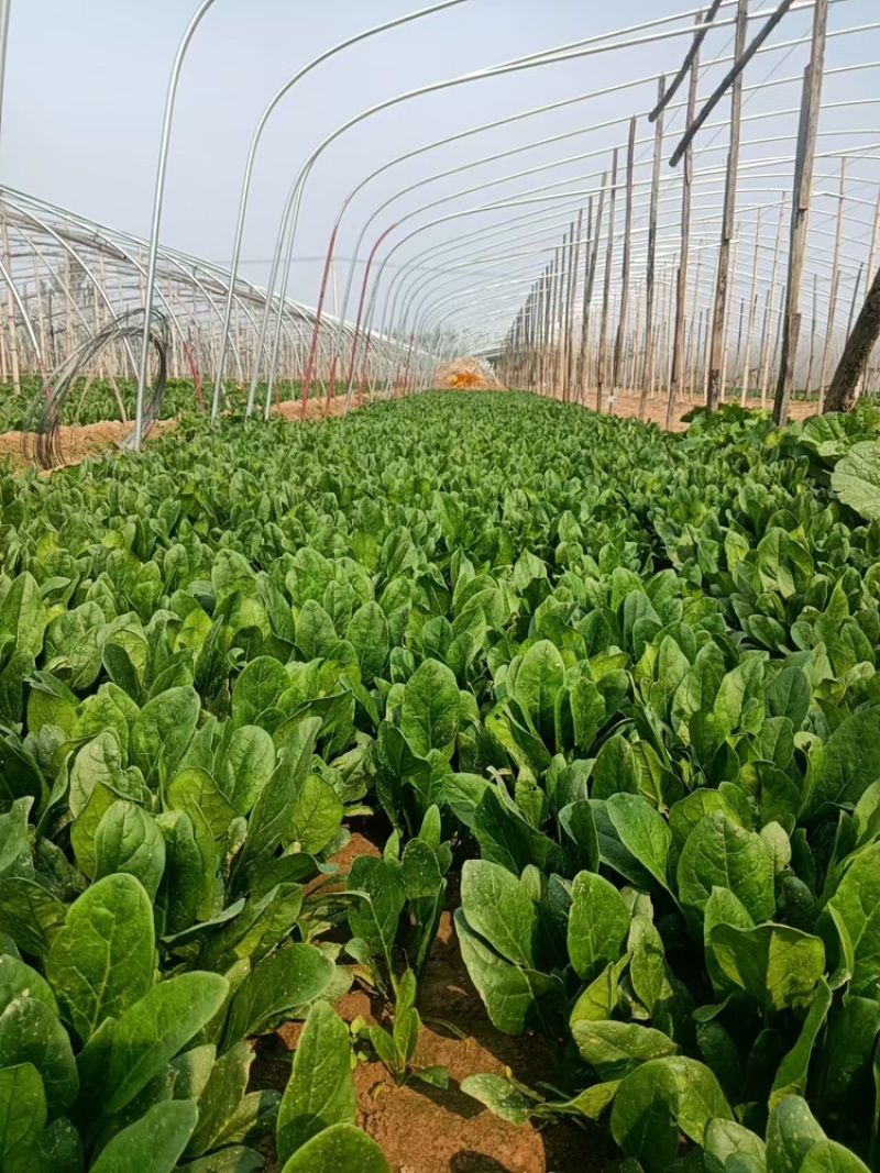 菠菜大叶菠菜基地供应量大质优价优欢迎各大老板采购