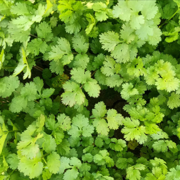 【实力推荐】大叶香菜基地供应量大质优欢迎咨询采购