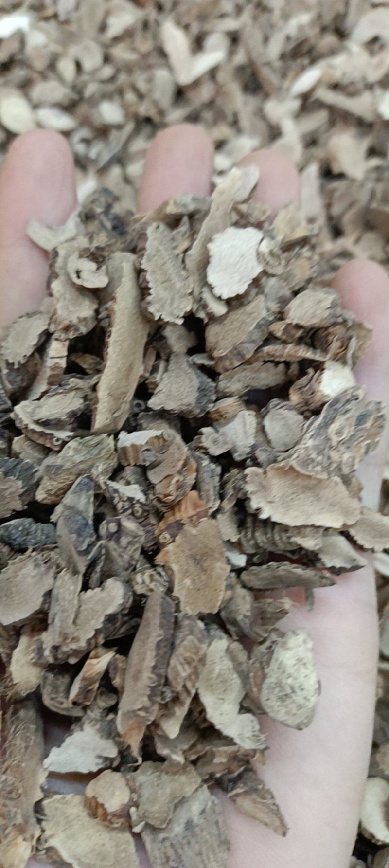 超高性价比石菖蒲精品推荐欢迎电话咨询购买