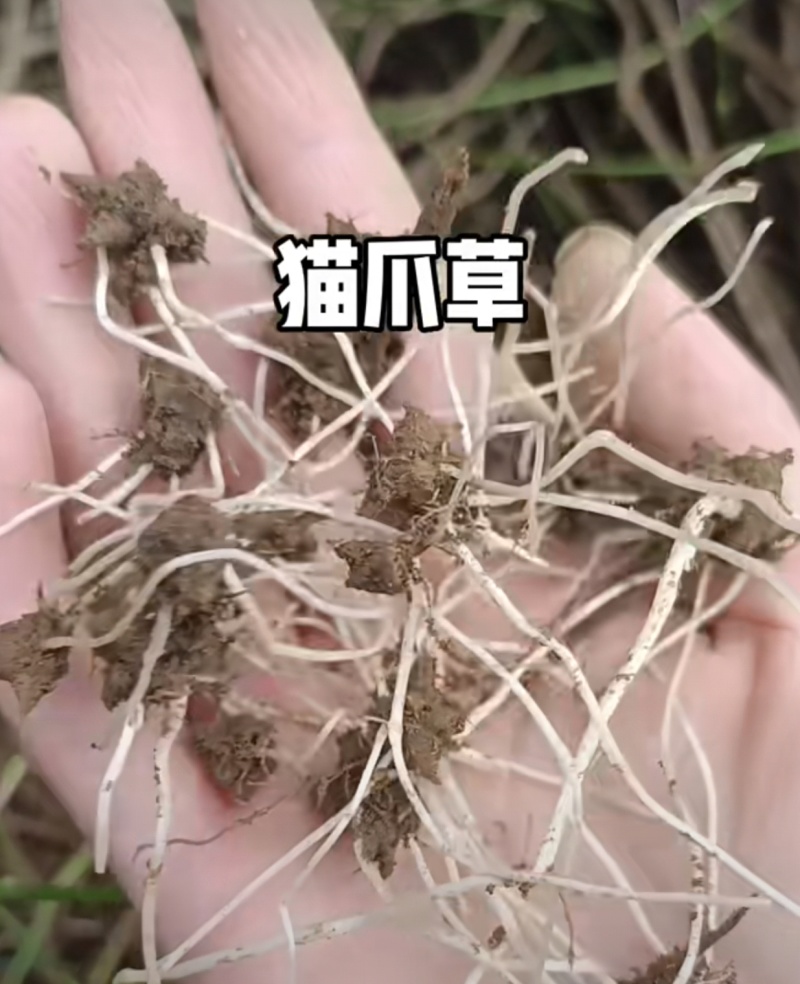 农村野生，猫爪草。