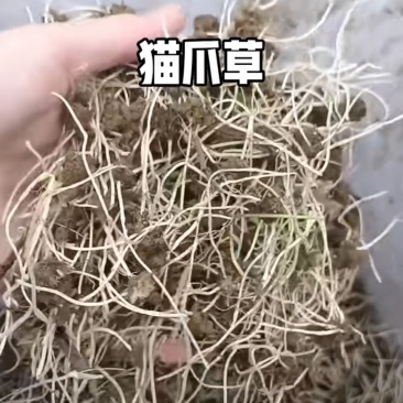 农村野生，猫爪草。