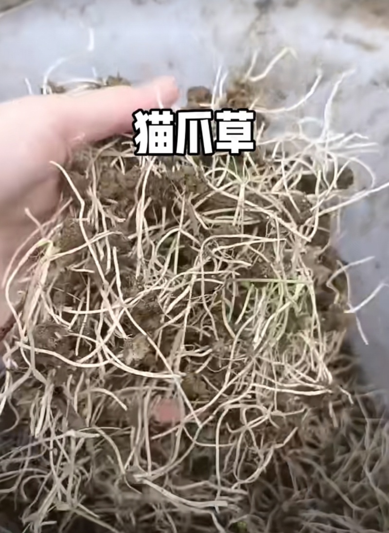 农村野生，猫爪草。