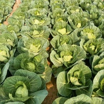 包菜甘蓝圆包菜量大质优价格优惠基地供应欢迎咨询采购