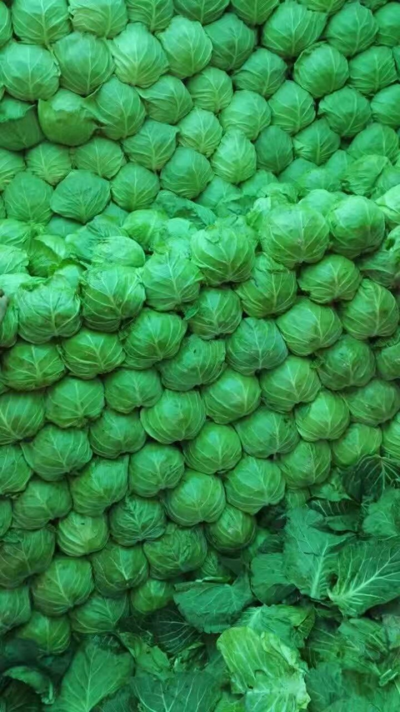 包菜甘蓝圆包菜量大质优价格优惠基地供应欢迎咨询采购