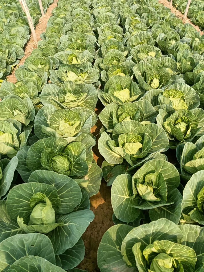包菜甘蓝圆包菜量大质优价格优惠基地供应欢迎咨询采购